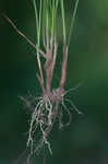 Great plains flatsedge